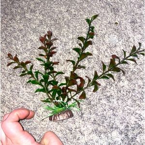 Fake aquarium plant